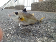 ギマの釣果