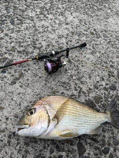 ヘダイの釣果