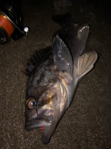 クロソイの釣果