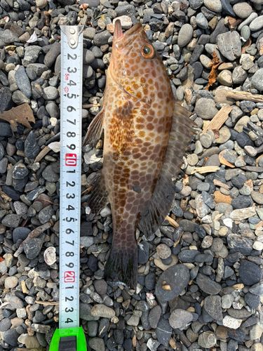 オオモンハタの釣果