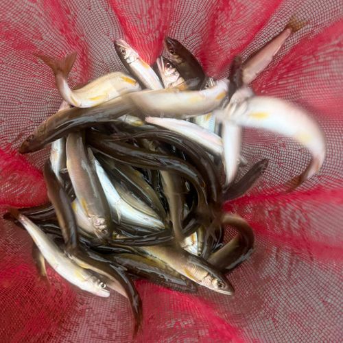 アユの釣果