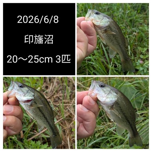 ブラックバスの釣果
