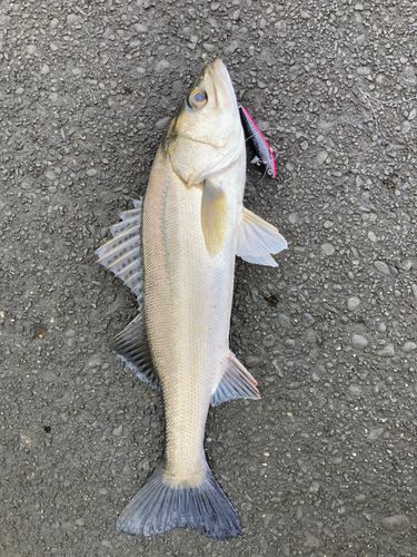 茨城県で釣れたラージマウスバスの釣り・釣果情報 - アングラーズ