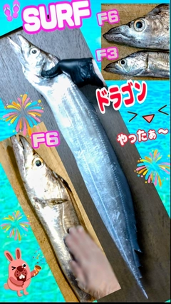 タチウオの釣果