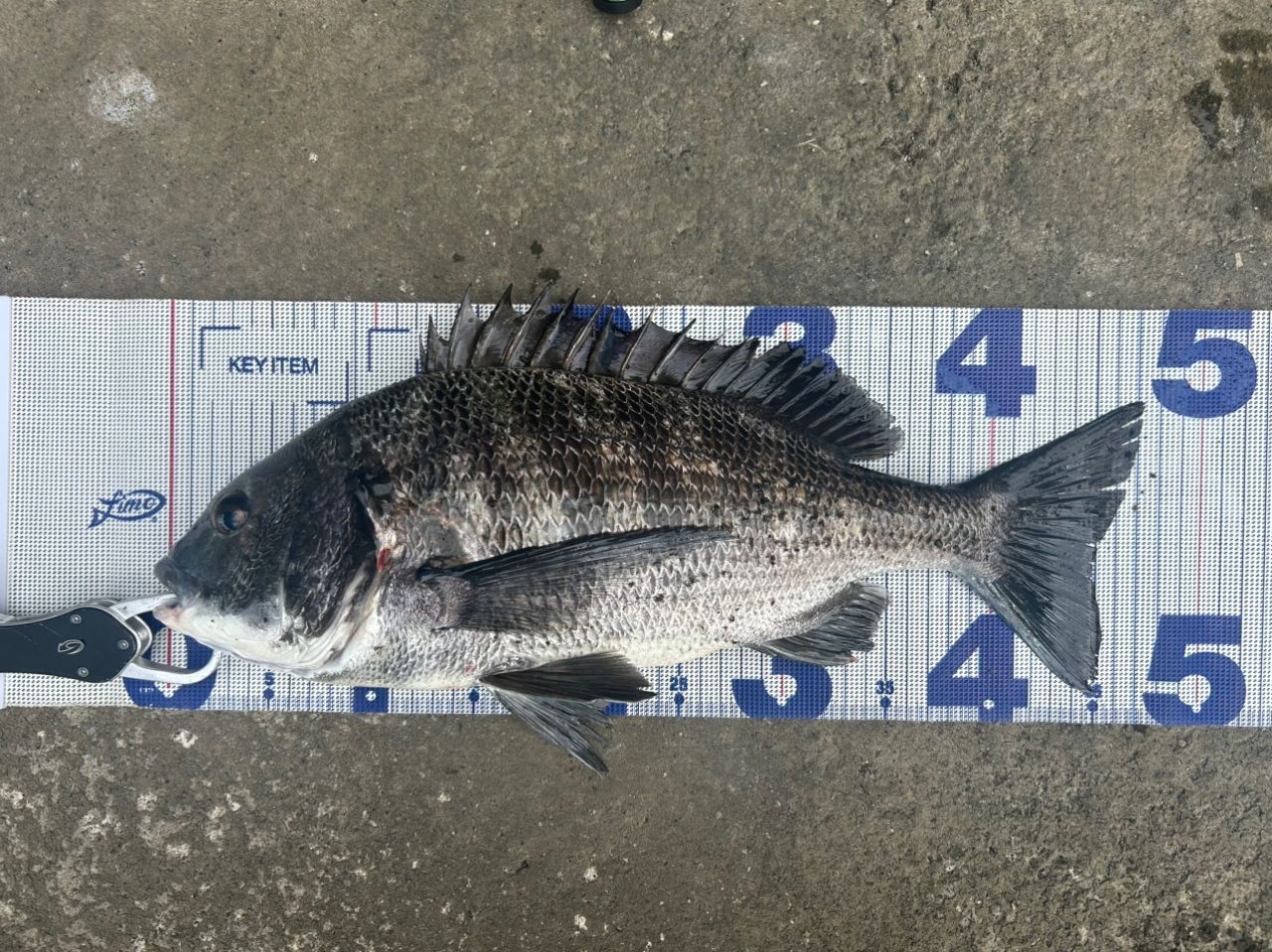 SHIMANO 19ヴァンキッシュ 3000MHGの最安値・インプレ・釣果 | 本音の