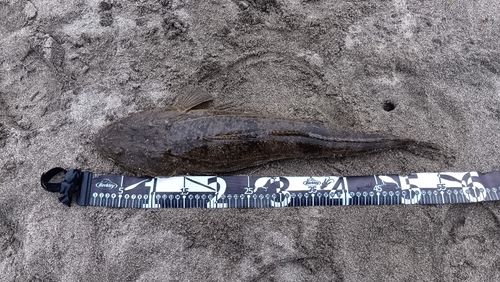 マゴチの釣果