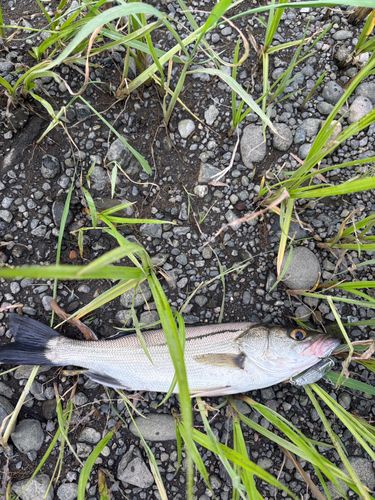 セイゴ（マルスズキ）の釣果