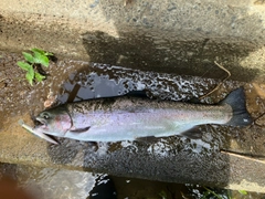 ニジマスの釣果