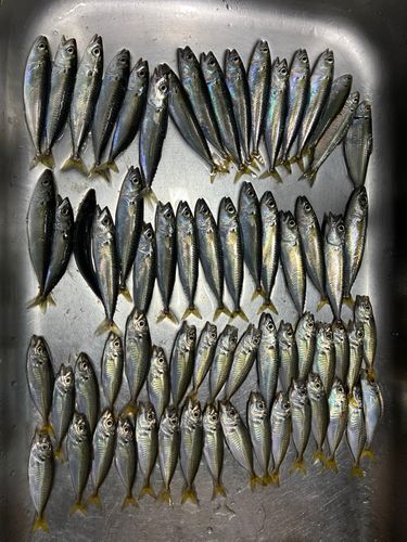アジの釣果