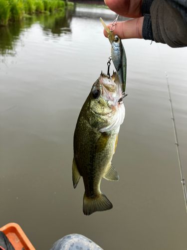 ラージマウスバスの釣果