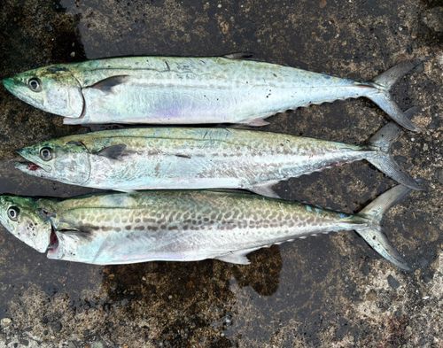 サゴシの釣果