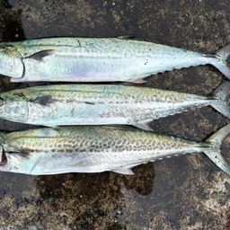 サワラの釣果・釣り情報まとめ【2026年最新】 - アングラーズ | 釣果