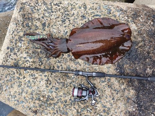 アオリイカの釣果