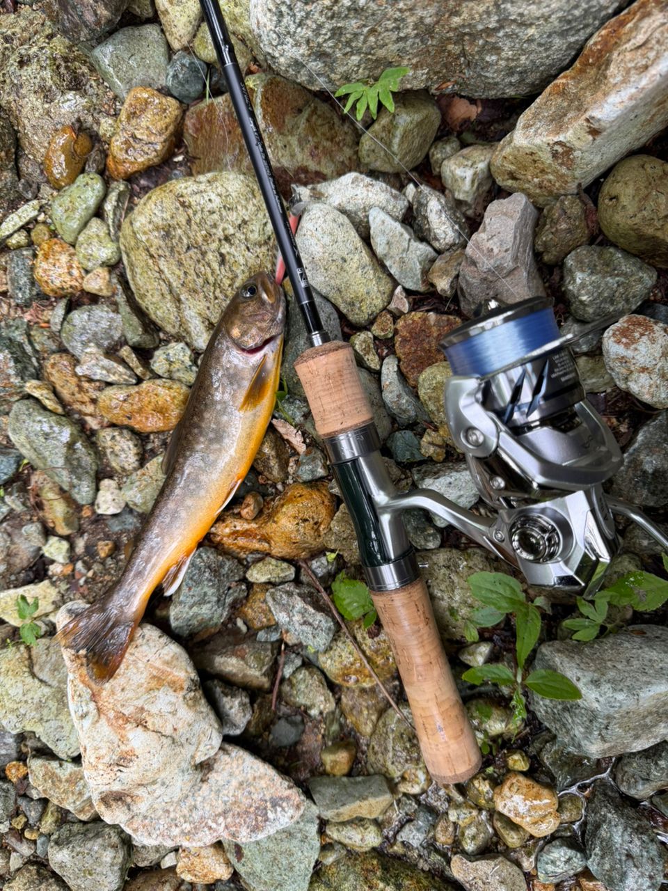 SHIMANO 24トラウトワン NS S47UL-4の最安値・インプレ・釣果 | 本音の