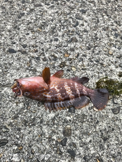 キジハタの釣果