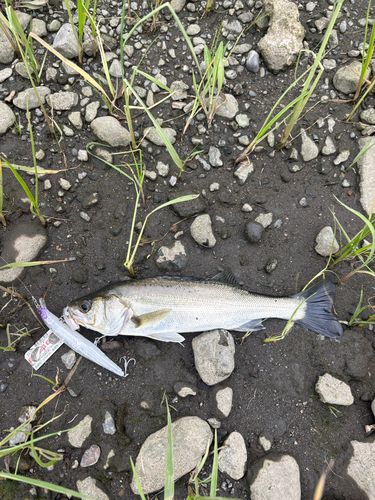 セイゴ（マルスズキ）の釣果