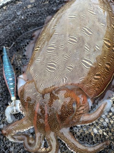 コウイカの釣果