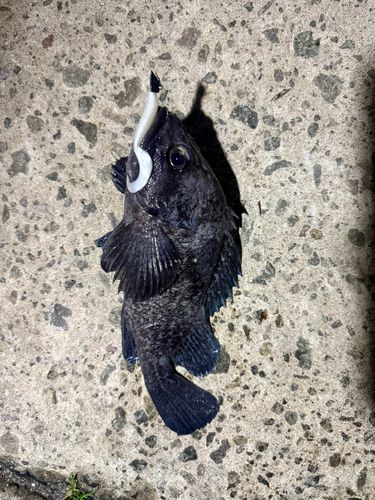 マゾイの釣果