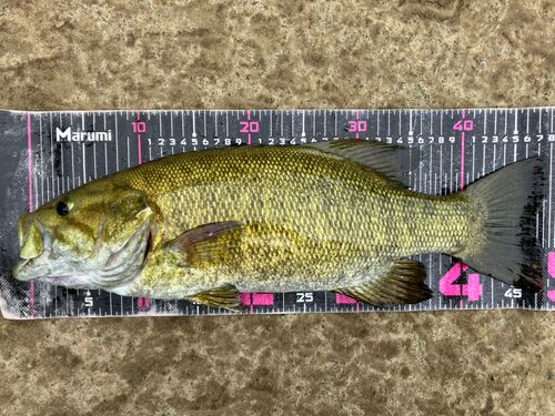スモールマウスバスの釣果