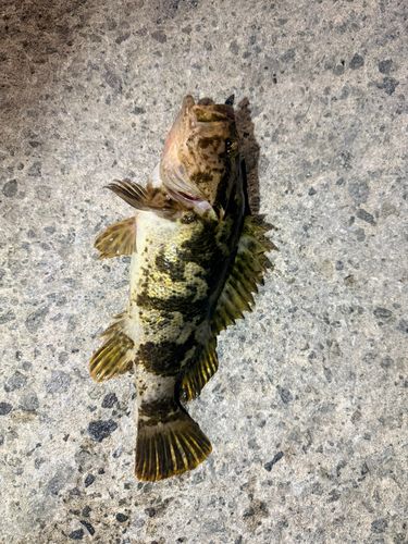 タケノコメバルの釣果
