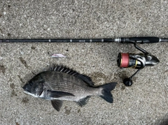 クロダイの釣果