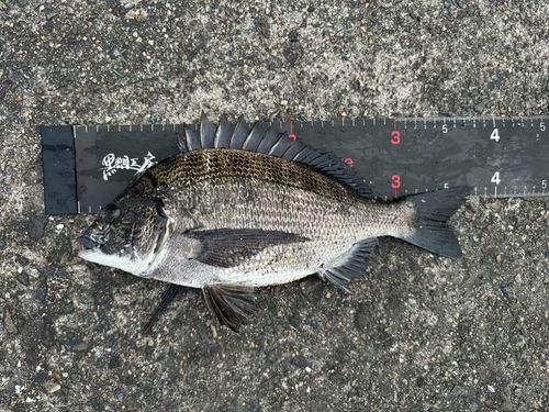 チヌの釣果