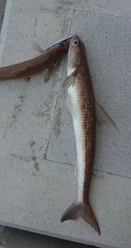 エソの釣果
