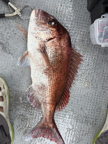 マダイの釣果
