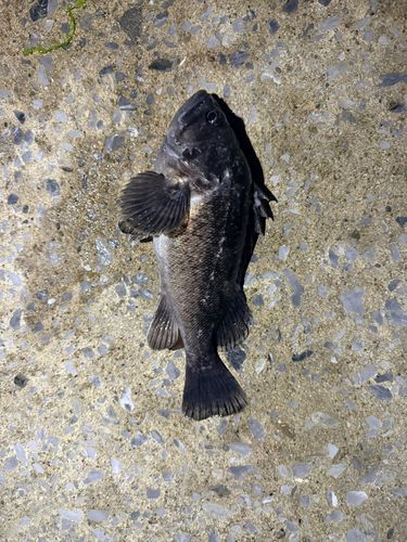 クロソイの釣果