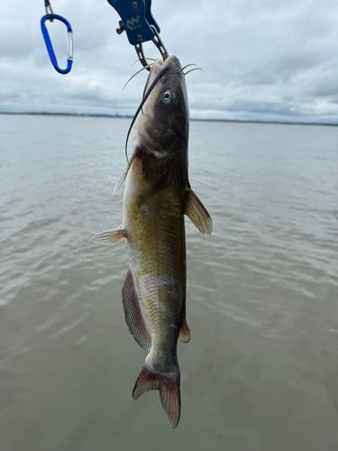 アメリカナマズの釣果