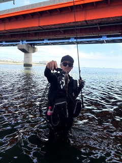 マゴチの釣果