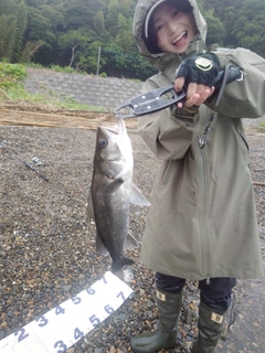 シーバスの釣果