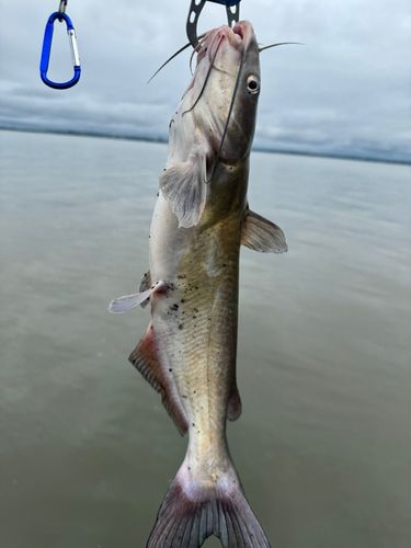 アメリカナマズの釣果