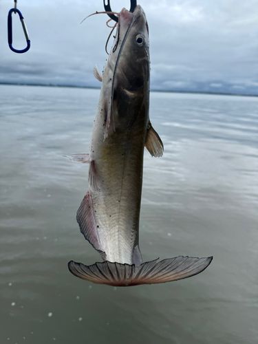 アメリカナマズの釣果