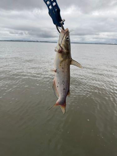 アメリカナマズの釣果