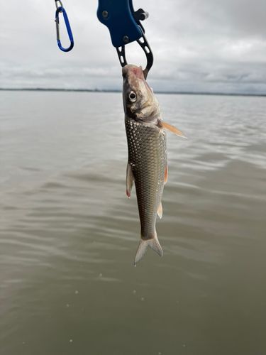 ニゴイの釣果