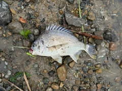 キビレの釣果