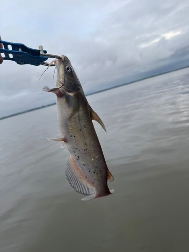 アメリカナマズの釣果