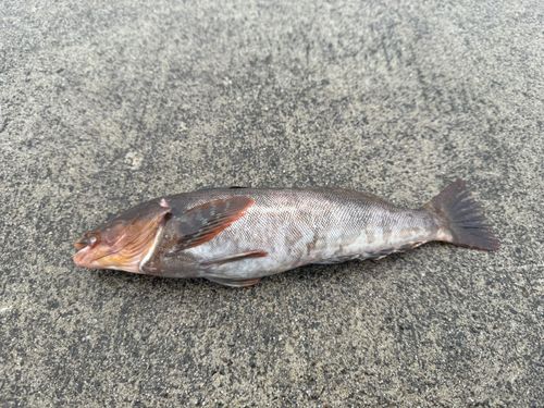 アイナメの釣果