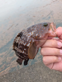 アコウの釣果