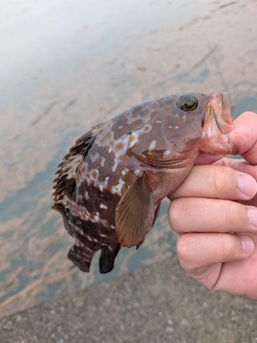 アコウの釣果