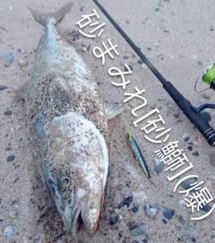 ブリの釣果