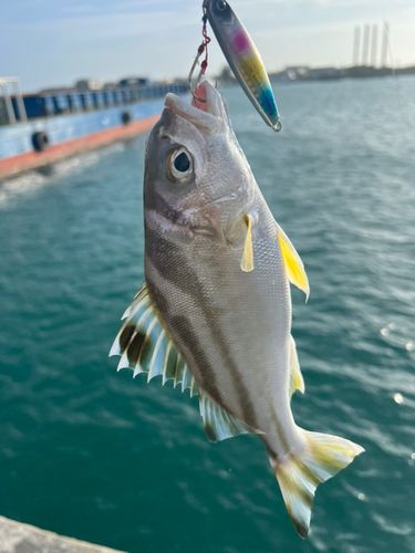 クワガナーの釣果