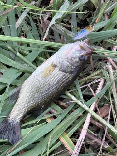 ラージマウスバスの釣果