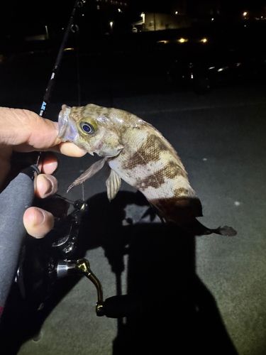メバルの釣果