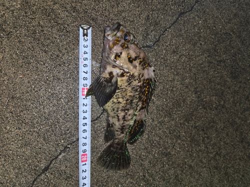 ムラソイの釣果