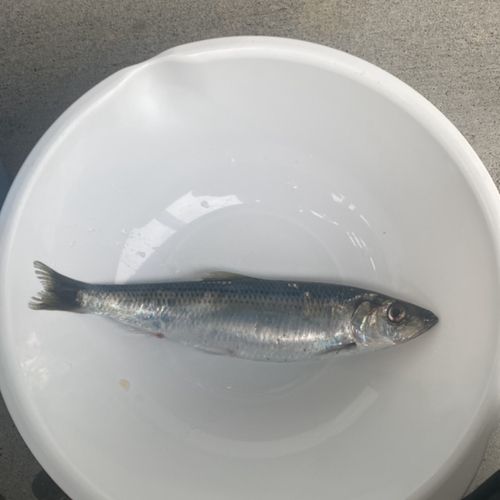 ニシンの釣果