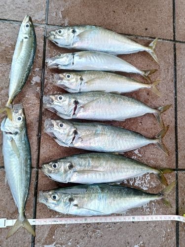 アジの釣果