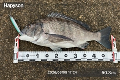 チヌの釣果