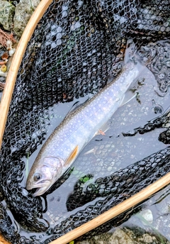 イワナの釣果